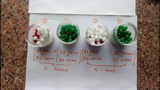 To verify mendels law of independent assortment 12th bio practical [upl. by Sitoeht]