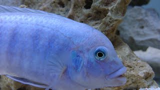 cobalt blue zebra cichlid metriaclima callainos Malawi mbuna [upl. by Sualk599]