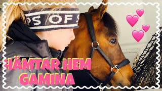 Vlogg Hämtar Hem Min Nya Ponny Gamina [upl. by Newbold]