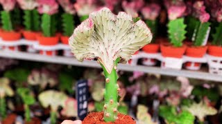 Euphorbia Lactea Cristata Care  Coral Cactus Care Crested Elkhorn [upl. by Zendah]