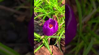 Crocus Barrs Purple  Crocus Plant  Early Crocus  Botanical Crocus  Snow Crocus [upl. by Lucias]