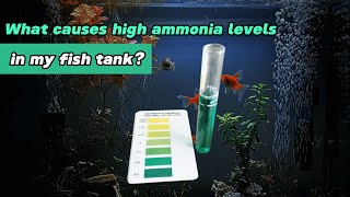 What causes high ammonia levels in my fish tank [upl. by Grounds]