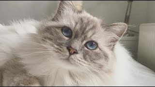 Lovely Birman Cat Charlie Meow Compilation  Бирманская кошка [upl. by Cannon]