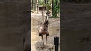 Animals shuturmurgostrich flightless birdStruthio cameluszooshorts [upl. by Gideon]