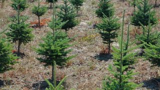 How to Start a Christmas Tree Farm [upl. by Pachston]