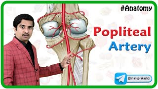 Popliteal artery Anatomy Animation  Dr G Bhanu Prakash [upl. by Luther212]