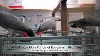 African Grey Parrots flying in Dallas Texas [upl. by Viguerie]