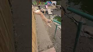 Lurcher Jumping music rock cover song musica puppy dogsrock musicgenre doglife rockndogs [upl. by Iorgos766]