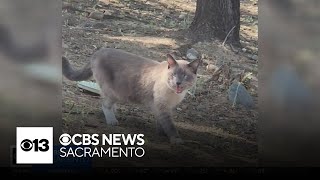 Lost cat that went missing in Yellowstone makes journey back to California [upl. by Bailey]