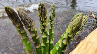 How to Store Asparagus for Weeks  طريقة تخزين وحفظ الهليون 💚 Asperges [upl. by Esinned]