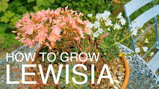 How to Grow Lewisia in Pots gardeningvideos gardeningtips plantsinpots [upl. by Ahsiram]