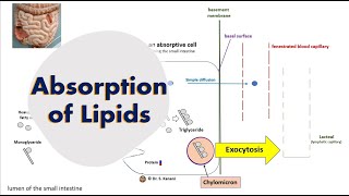 Absorption of Lipids [upl. by Soutor]