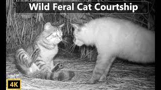 Wild Feral Cat Mating Courtship Documentary [upl. by Agustin]