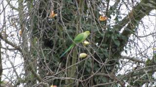 Wild ring necked parakeets eating apples  in Surrey [upl. by Kemp674]