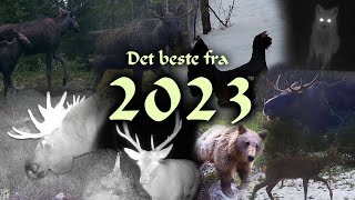 Viltkamera  Det beste fra 2023 Sesongen [upl. by Namielus381]