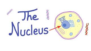 The Cell Nucleus  “the control freak”  Histology Biology Anatomy and Physiology [upl. by Gonyea783]