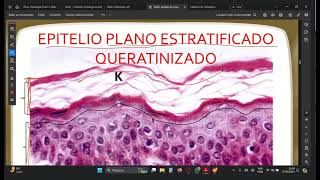 Revisão P1 1 ANO Tejido Epitelial Parte 02 Histología [upl. by Azal]