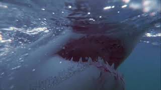 TV SPOT FINAL  TUBARÃO O REGRESSO AKA JAWS RETURNS  2021 [upl. by Shulock35]