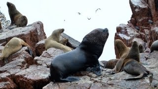 Bahía Paracas Islas Ballestas [upl. by Tevis]