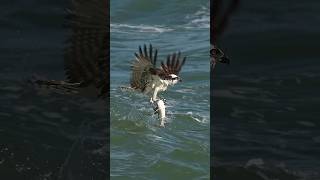 Crazy Osprey grabs huge catfish and almost gets dragged under bird osprey Glad I’m not a fish [upl. by Nada319]