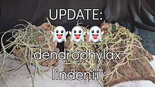 UPDATE  👻👻👻 dendrophylax lindenii [upl. by Ettenej63]