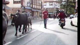 2008 Colombres Rally Bull Walking [upl. by Noval487]