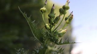 PRICKLY SOW THISTLE Sonchus asper [upl. by Pasquale770]