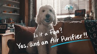 As Summer Heats Up Coway Launches Powerful 2in1 Air Purifier and Fan The Airmega Aim [upl. by Bywoods]