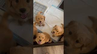 Stinking cute goldenpup puppy doglovers [upl. by Ahsinnod]