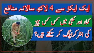 Intercropping of vegetables in sugarcane crop How to get more profits from agriculture lands [upl. by Miehar]