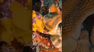 clownfrogfishantennariusmaculatusshortsscubavideographyhighlightsmoalboalcebu🇵🇭 [upl. by Tiduj514]