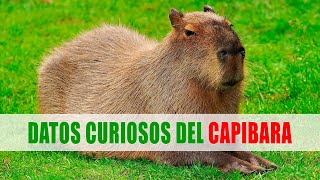 Capibara Carpinchos Chigüire Hydrochoerus  Datos curiosos de animales [upl. by Erbe844]