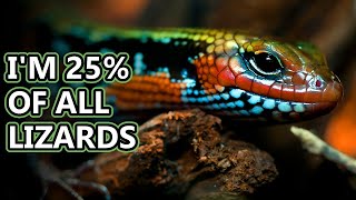 Skink facts Diverse Lizards  Animal Fact Files [upl. by Saunderson295]