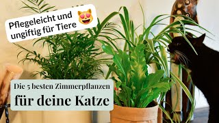 Die 5 besten katzenfreundlichen Zimmerpflanzen Ungiftig amp nicht scharfkantig [upl. by Katheryn]