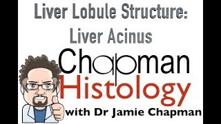 3 Min Histology  Liver Acinus [upl. by Nelleeus101]