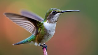 The Hummingbird’s Secret Weapon Curious Animal Facts [upl. by Yessej230]