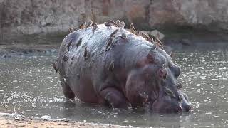 Shenton Safaris Old Hippo Bull on his Last Legs [upl. by Marva]