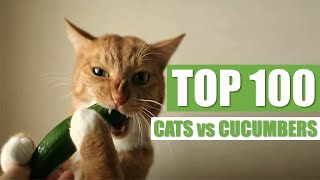 TOP 100 CATS vs CUCUMBERS [upl. by Aitas48]