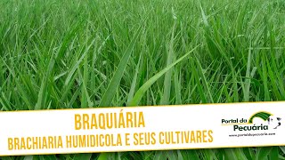 Braquiária  Brachiaria humidicola e seus cultivares [upl. by Roderigo]