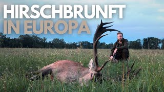 Hirschbrunft in Europa I Red stag hunting in Europe I Le brame du Cerf [upl. by Geaghan]