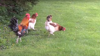 French Wheaten Marans trio Free Ranging [upl. by Aneet]