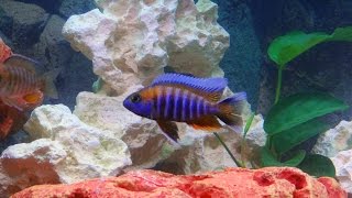 Malawi cichliden vissen aquarium [upl. by Wait]