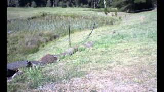 Echidna in our Garden [upl. by Helali]