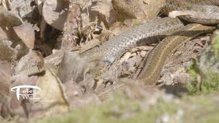 Western garter snakes mating detail 4K stock footage [upl. by Bob]