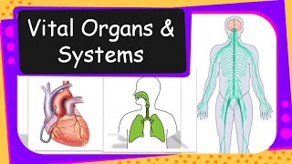 Science  Human Vital Organs and Systems Overview  English [upl. by Kline531]