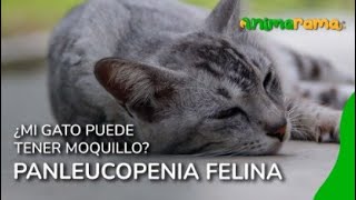 ¿Mi gato puede tener moquillo  PANLEUCOPENIA FELINA [upl. by Romilda]