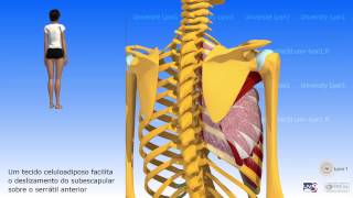 Articulação escapulotorácica ou articulação escapulosserratotorácica [upl. by Joli303]