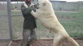 Giant Kurdish Kangal Dogs [upl. by Frasquito]