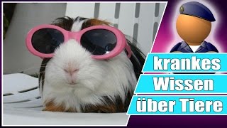 Krankes Wissen über Tiere  Unnützes Wissen spezial [upl. by Akehsar]