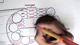 Myology  Skeletal Muscle Contraction [upl. by Shanda]